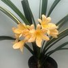 Кливии (Clivia)